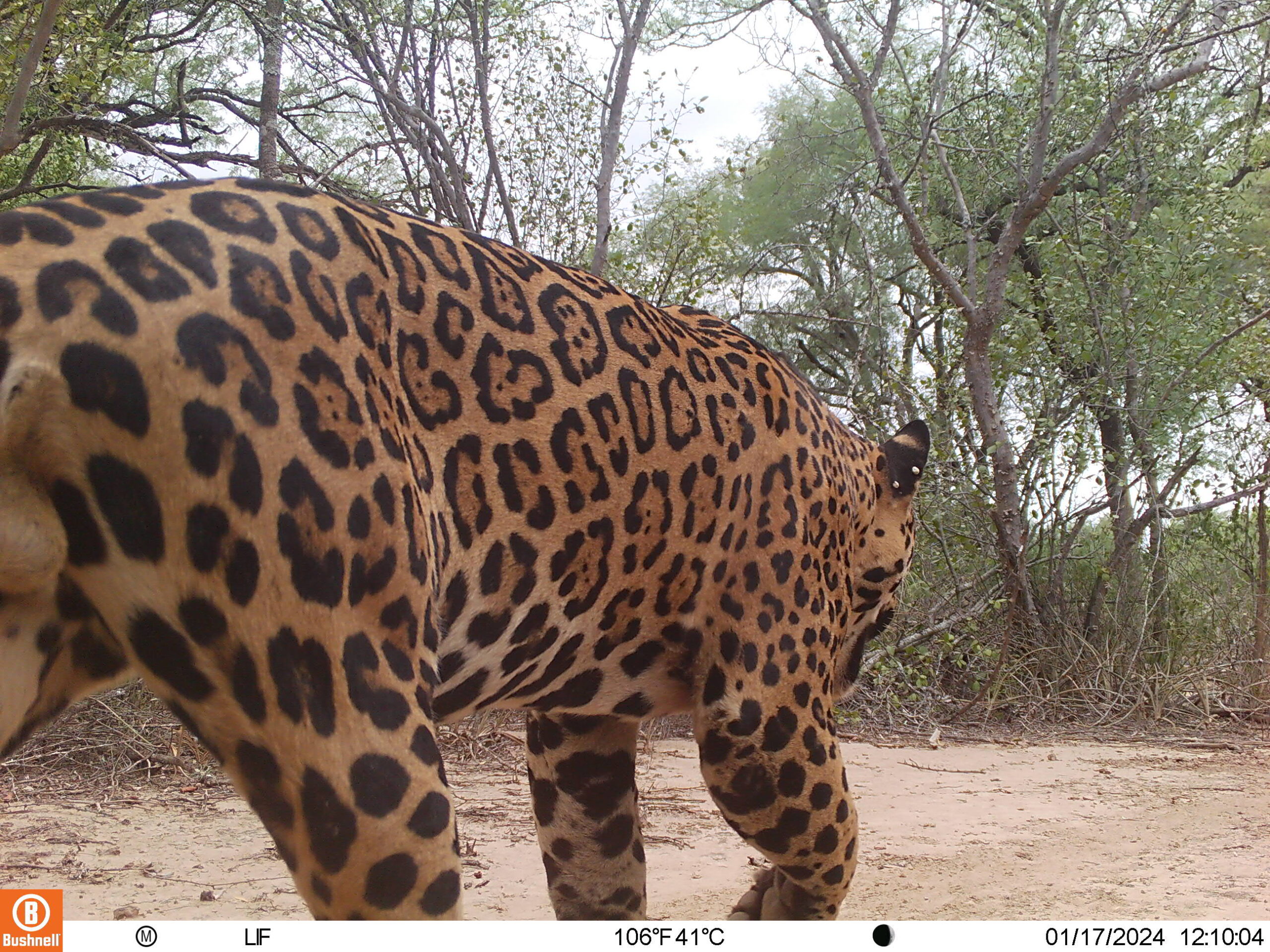 M2L219E176A0B106-E170A0B123-E165A0B140-E161A0B156-E157A0B0-C157,0