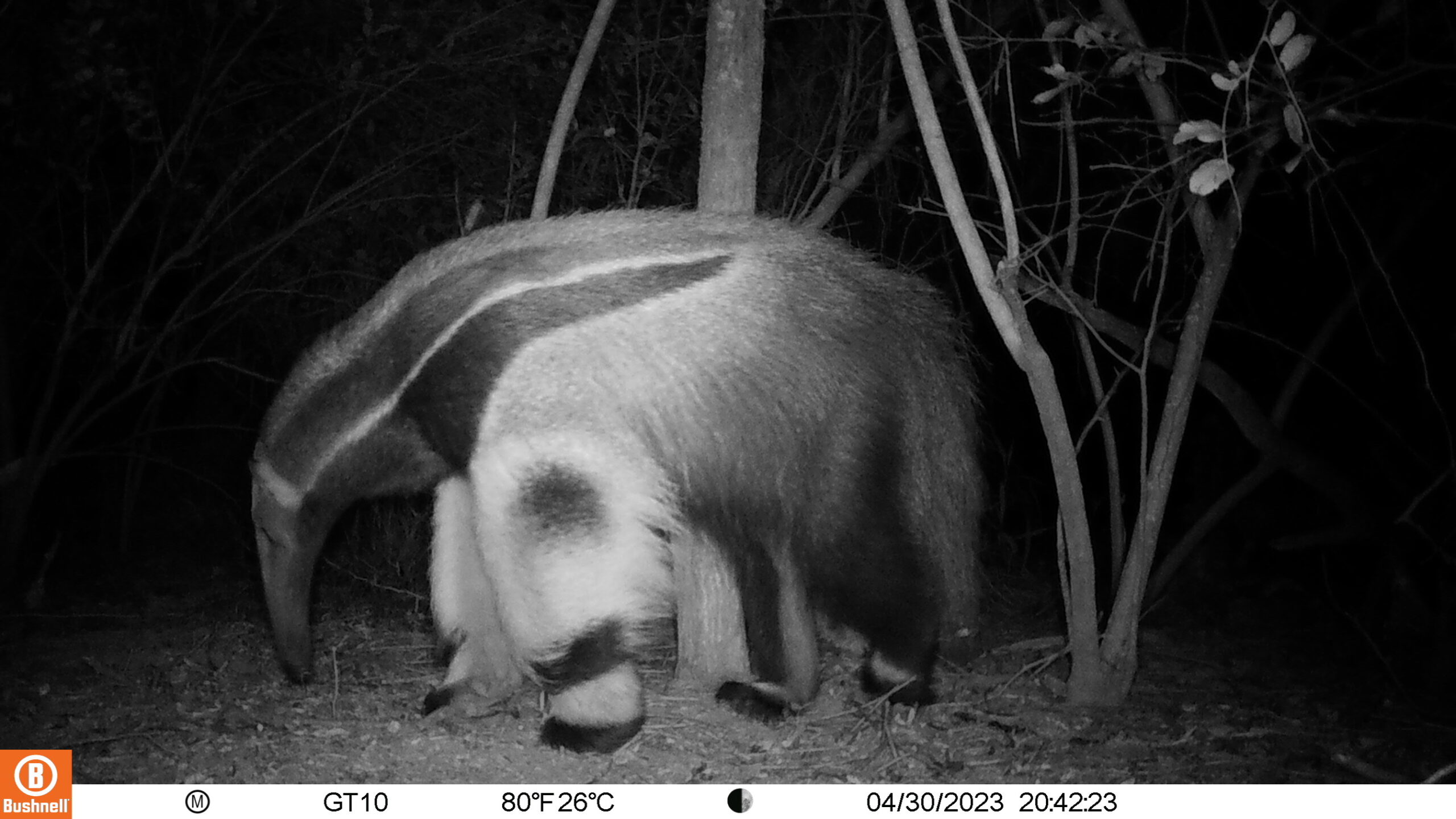 M2L0P80E72A2B419C00-P0E0A0B0C00-E0A0B0C00-E0A0B0C00-E0A0-C72,2