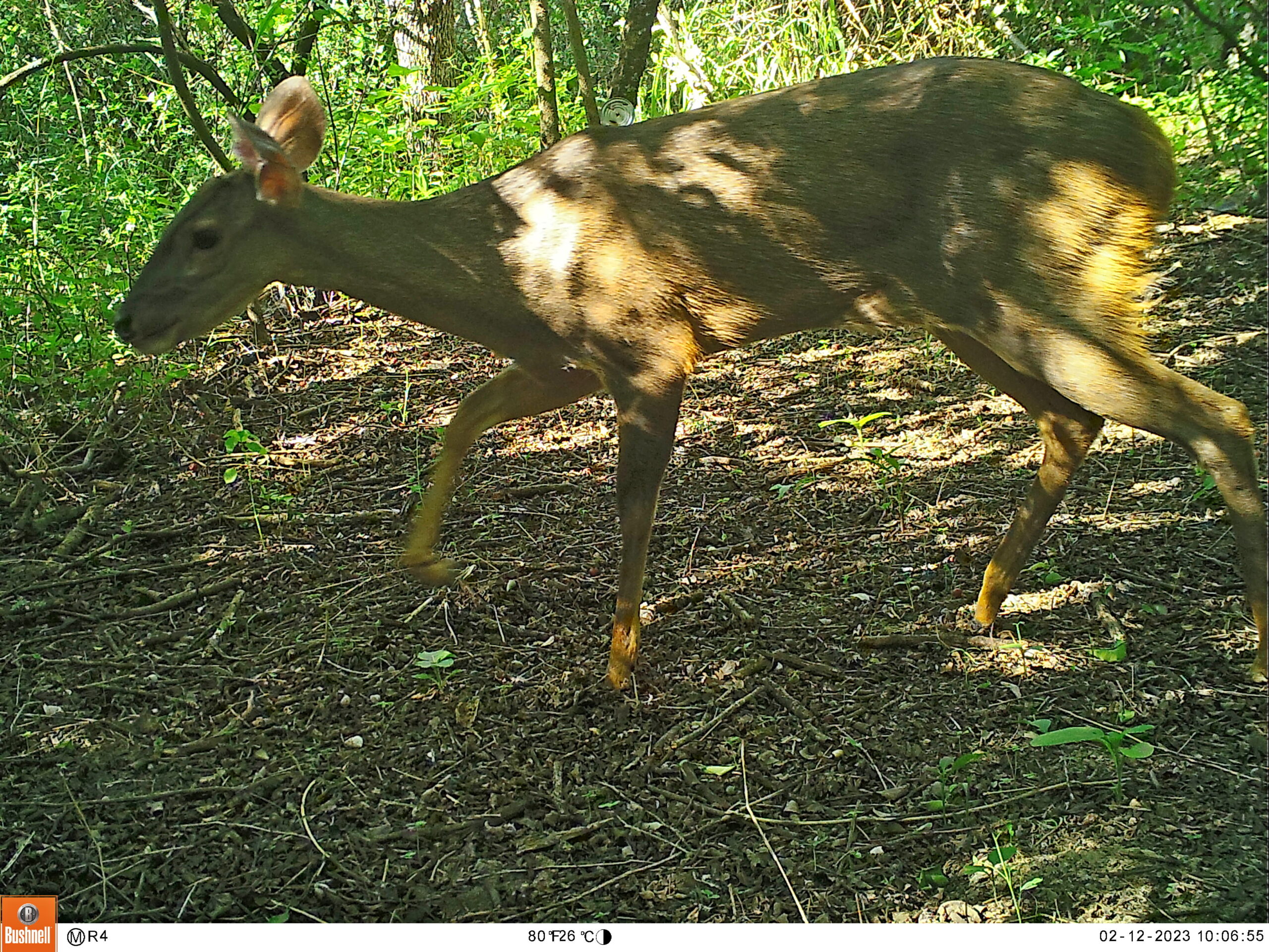 M2E78L138-139R401B371