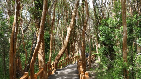 Los ocho bosques más deslumbrantes del mundo : ProYungas
