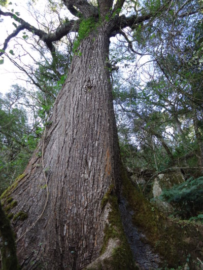 cedro_esanchezsemillero
